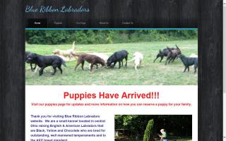 Blue Ribbon Labradors