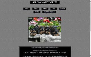 Springlake Yorkies