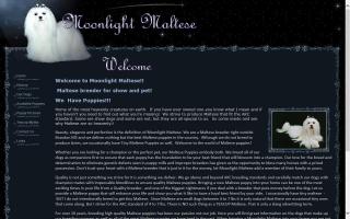 Moonlight Maltese