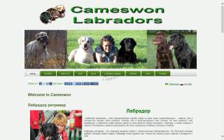 Cameswon Labradors