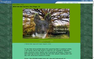 Wild Oak Rat Terriers