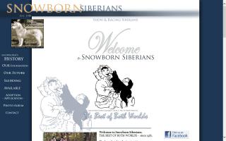 Snowborn Siberians