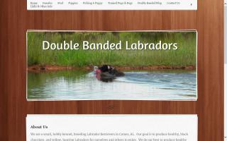 Double Banded Labradors