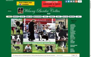 Wilsong Border Collies