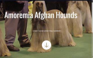 Amoremia Afghan Hounds