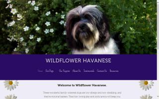 Wildflower Havanese
