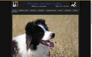 Maybic Border Collies