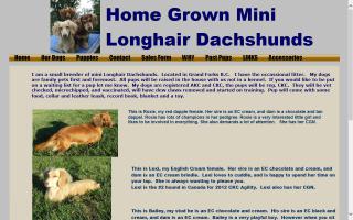Home Grown Mini Longhair Dachshunds