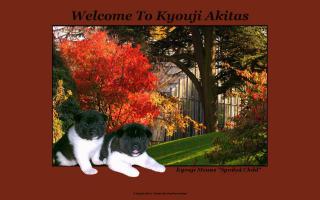 Kyouji Akitas