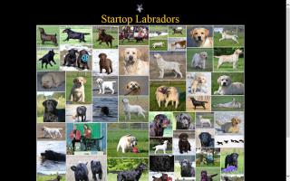 Startop Labradors