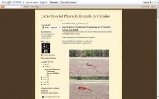 Extra Special Pharaoh Hounds in Ukraine