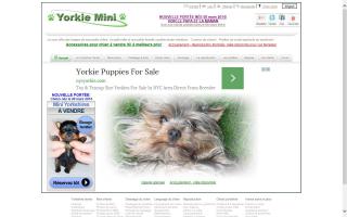 Yorkie Mini