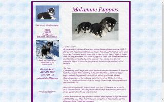 Malamute Puppies