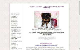 Yorkie Puppies - Parti Yorkies