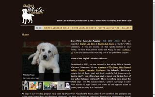 Shelby's White Labradors