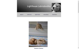 Lighthouse  Labradoodles