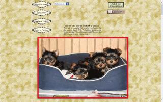 JS Yorkies