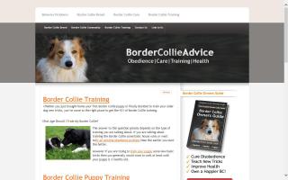 Border Collie Advice