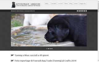 Notonlyblack Labradors